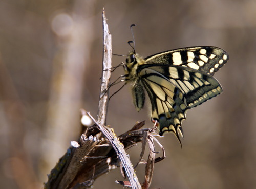 Mon premier Papillon, le Machaon a fait son apparition à Beaulieu.63570