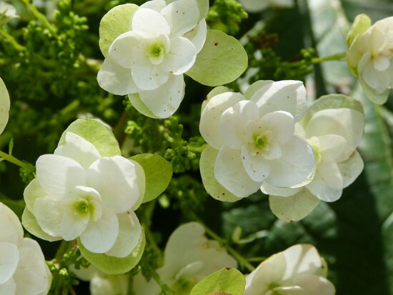 hydrangea Snowflake