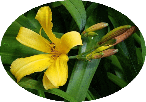 Fête de l'été au jardin