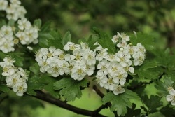 Aubépine Crataegus oxyacantha L. Inflorescences.jpg