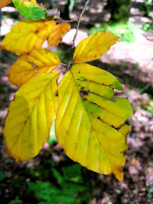 Quand la forêt me fascine toujours