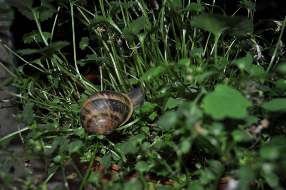 Monsieur qui n'aimait pas ma plante