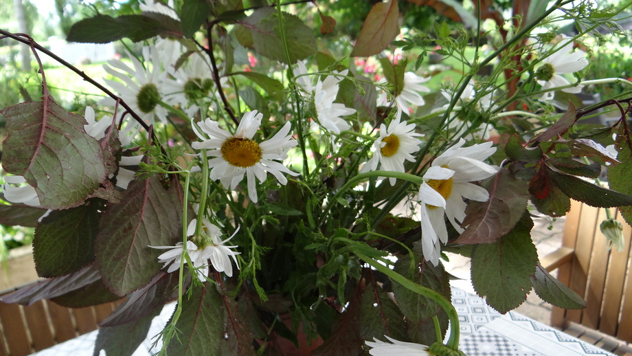 Quelques Fleurs .. du Jardin