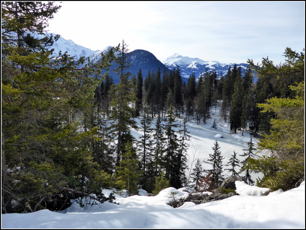 Quand le vert se fait hivernal.....