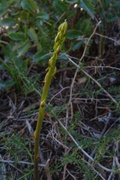 asperge sauvage : Tous les messages sur asperge sauvage - La Renarde des  Alpes