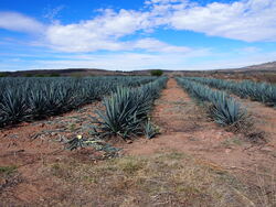 Tequila - champs d'agave bleue