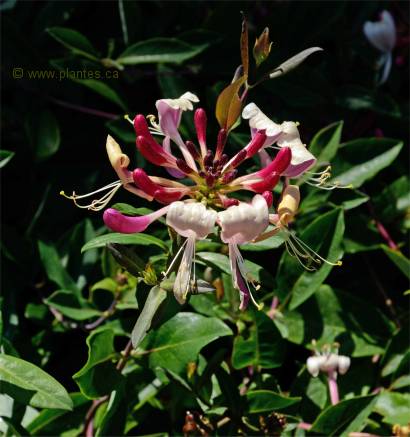 Fleurs de chèvrefeuille grimpant