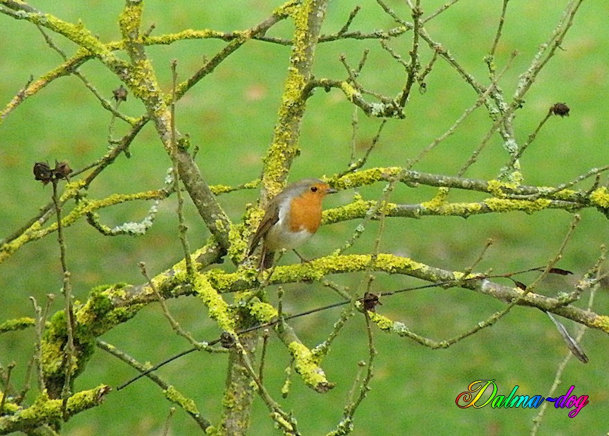 rouge gorge