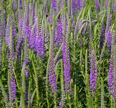 Véronique en épi fleur