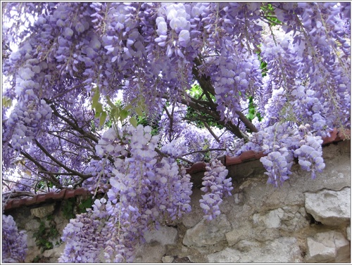 La glycine