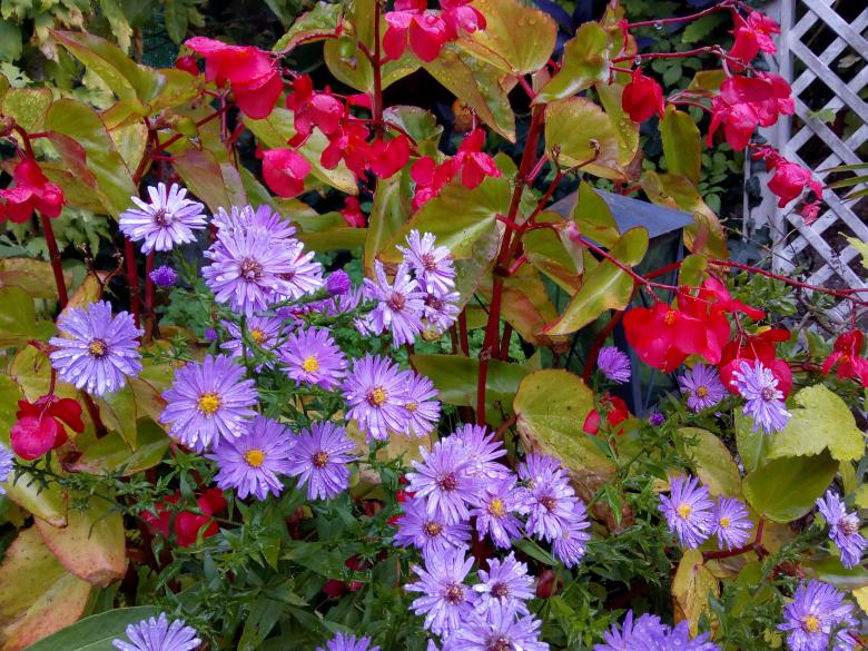 Jeudi dernier dans mon jardin