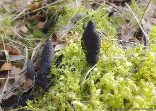 Le Xylaire polymorphe - Saint jean de chevelu - Savoie