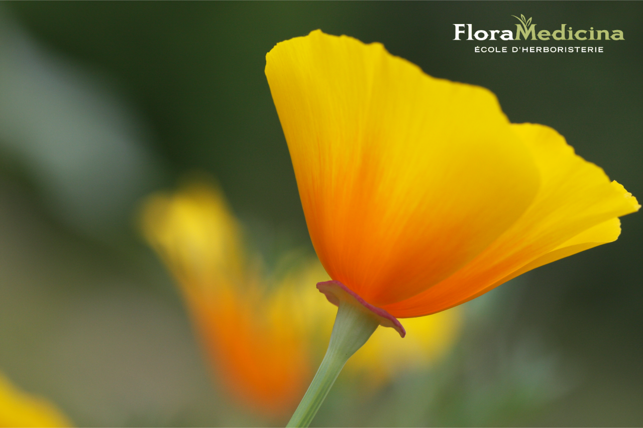 Fleur de pavot californien - Eschscholtzia californica | FloraMedicina