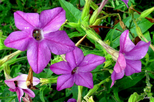 Belles fleurs à la superbe teinte !