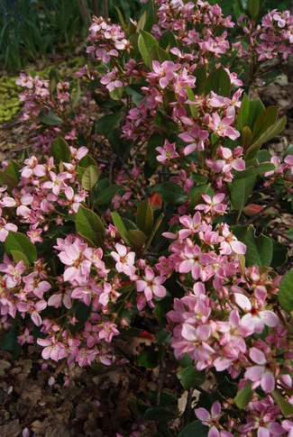 raphiolepis indica Springtime