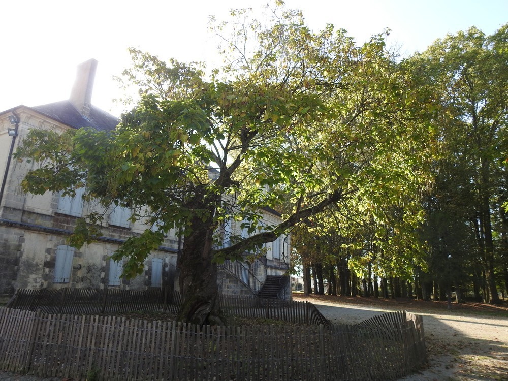 Le catalpa et le noyer noir du parc Treulon à Bruges...