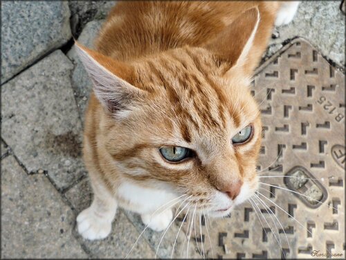 Photo de chat européen tabby roux