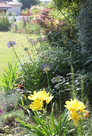 Lys jaunes, agapanthes bleues et Hebe x Lake