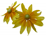 Tubes Fleurs - Divers