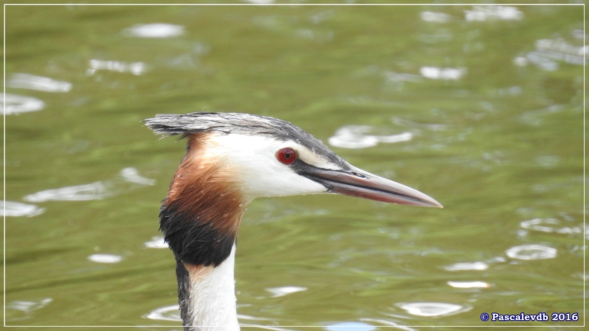 Réserve ornitho du Teich - Juin 2016 - 9/12