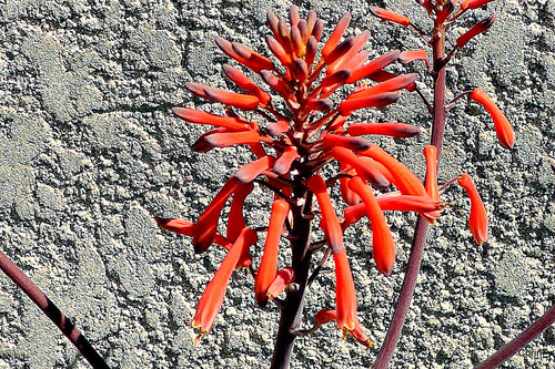 Plante en fleur : aloès?