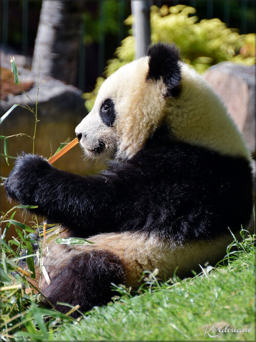 Photo de Pandas géants - Zoo de Beauval