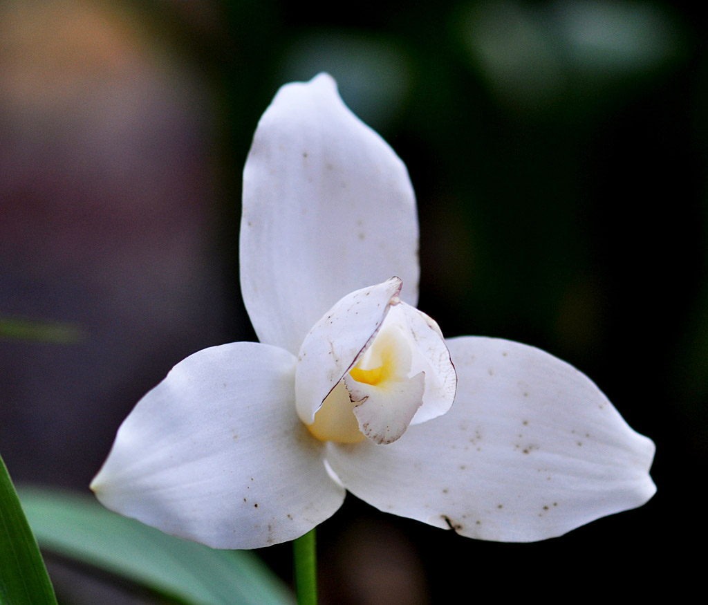 Exposition d'orchidées d'Annequin (5)