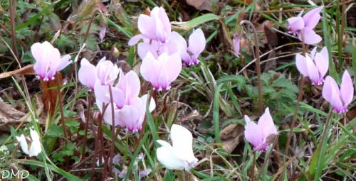 Cyclamen hederifolium   -   cyclamen à feuilles de lierre  cyclamen de Naples