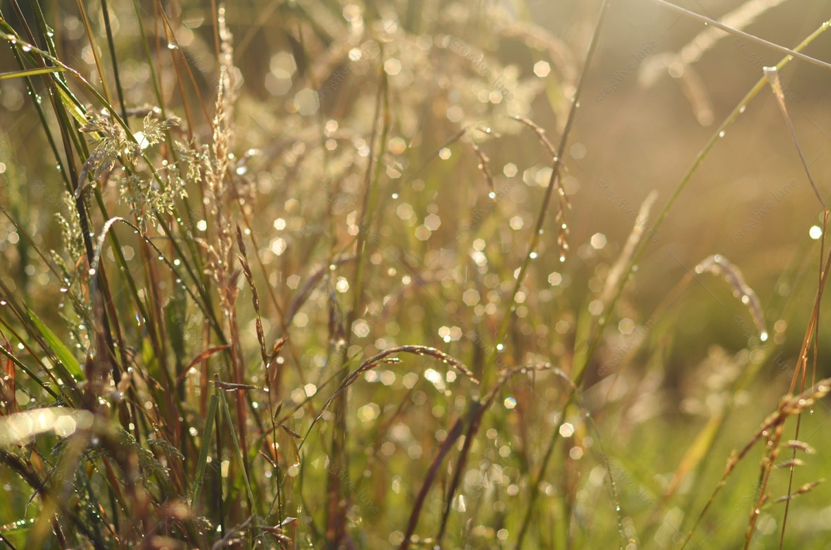 Prairie sous la pluie, photographie libre de droits à télécharger