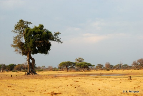Ngweshla after the first rains