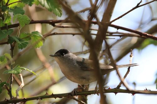 Fauvette à Tête Noire (Eurasian Blackcap)