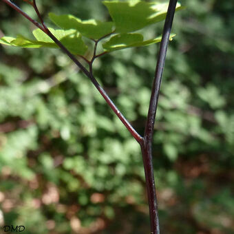 Adiantum capillus veneris - capillaire de Montpellier