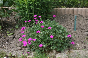 geranium   subcaulescens 'Splendens