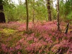 Le Rituel Solitaire Norse sous les branches d'Yggdrasill