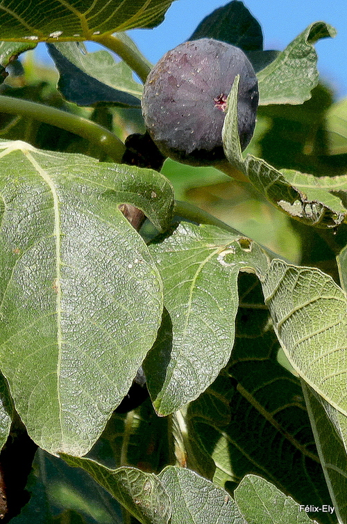 Des figues en septembre !