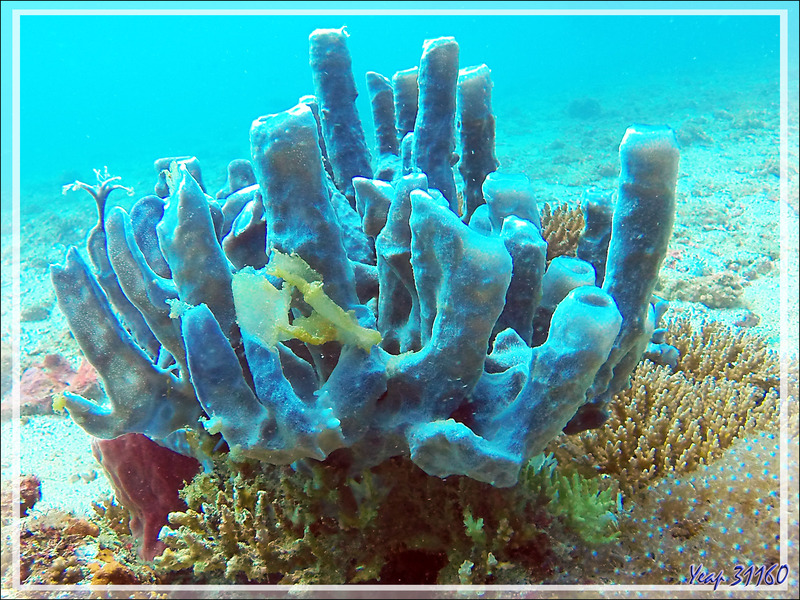 Éponge tubulaire Haliclone pâle, Colonial tube-sponge (Siphonochalina siphonella) - Nosy Tsarabanjina - Archipel des Mitsio - Madagascar