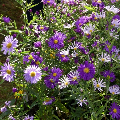 Journées des Plantes et Art du Jardin de Jossigny : retour sur l'édition 2020...