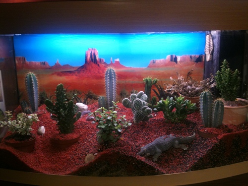 Cactus dans mon aquarium..