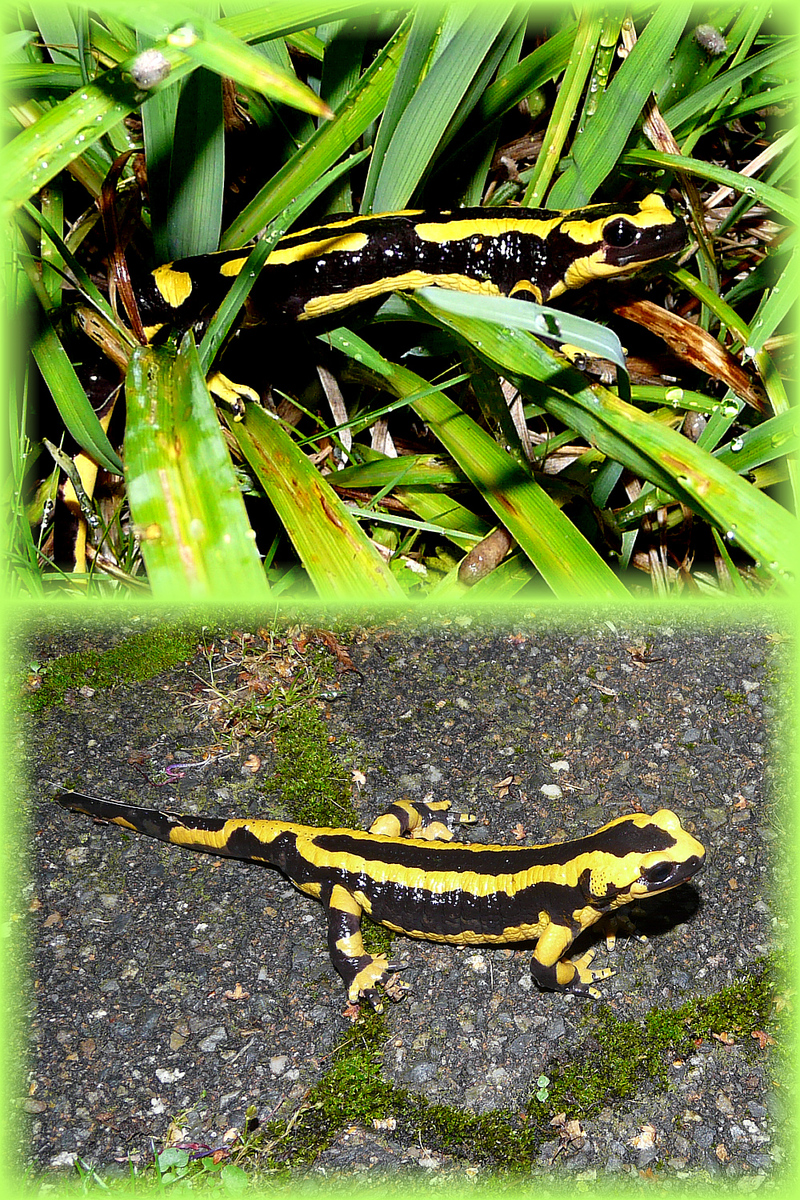 Salamandre terrestre ou commune (Salamandra salamandra) - Lartigau - Milhas - 31