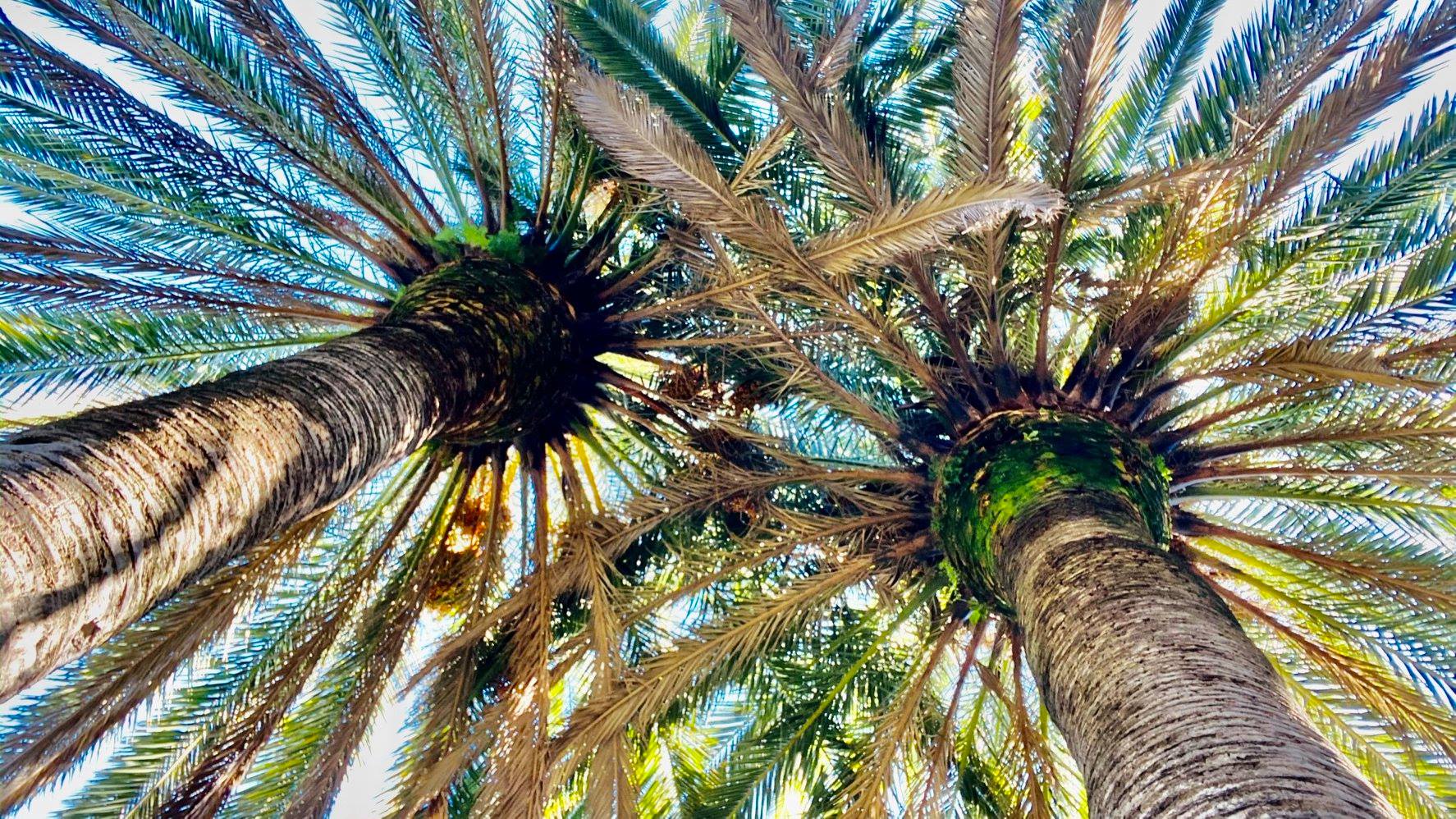 Peut être une image de arbre