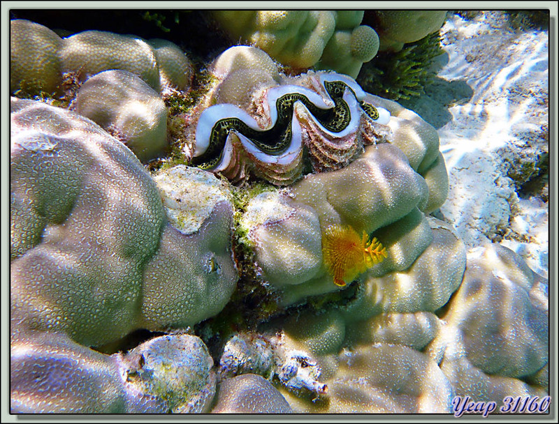 Snorkeling autour de l'Ile aux Récifs : ver-arbre de Noël - Motu Ai Ai - Rangiroa - Tuamotu - Polynésie française