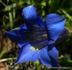 Envie de bleu ?