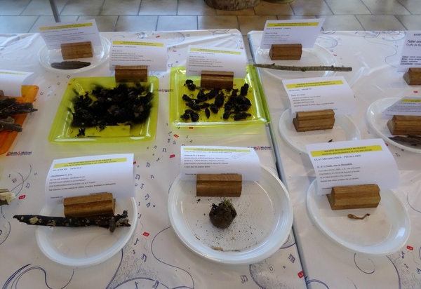 L'exposition de champignons présentée à la fin du Congrès National de Mycologie 2014 à Châtillon sur Seine