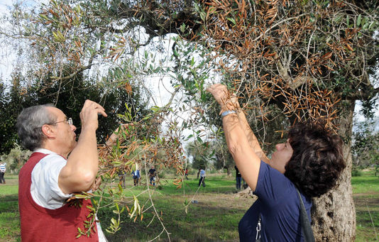 Des chercheurs inspectent une oliveraie, dans le sud de l'Italie, en février.