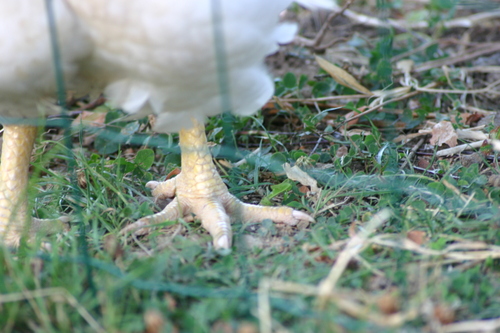 Papatte à poupoule