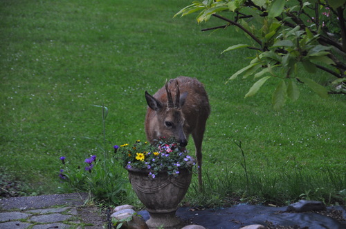 Les autres visiteurs de mon jardin