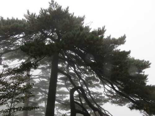 Les Huangshan (Montagnes jaunes)