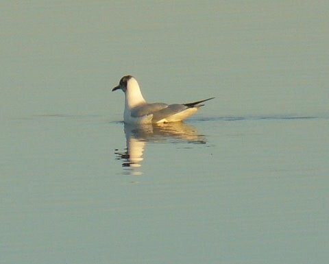 NA2 - Oiseau sur l'eau