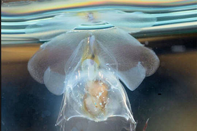 Ptéropode transparent