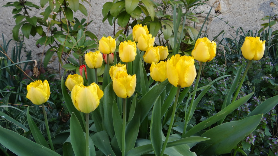 Les fleurs du Moment en cette fin de semaine